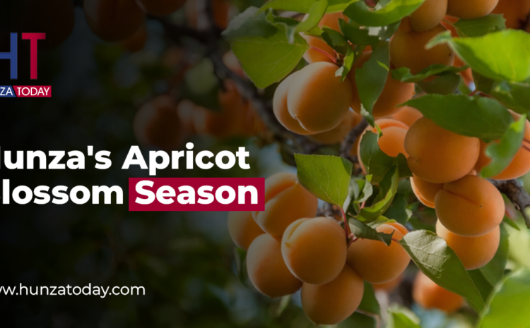 Hunza’s Apricot Blossom Season: A Nature Lover’s Paradise